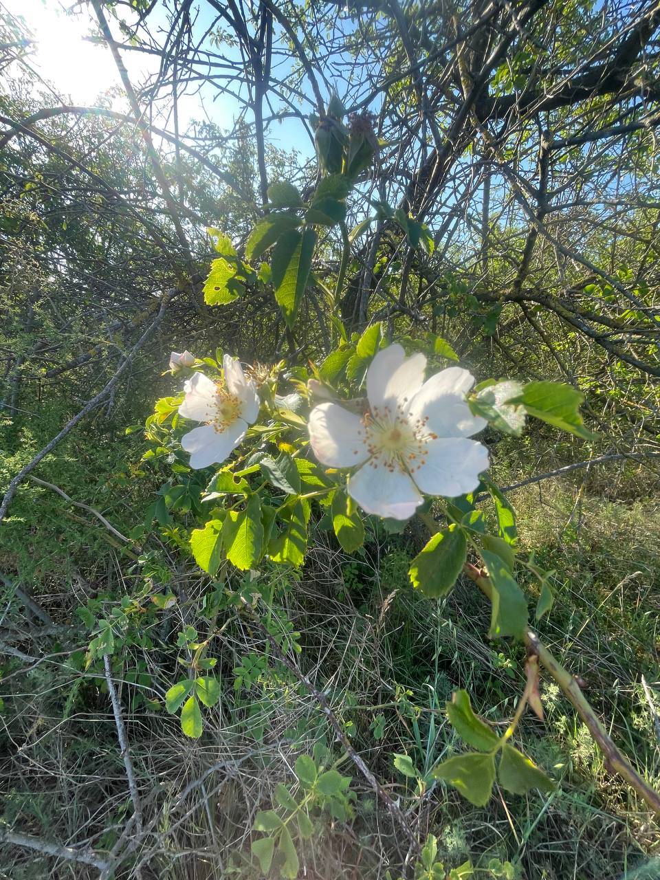 Rosa selvatica