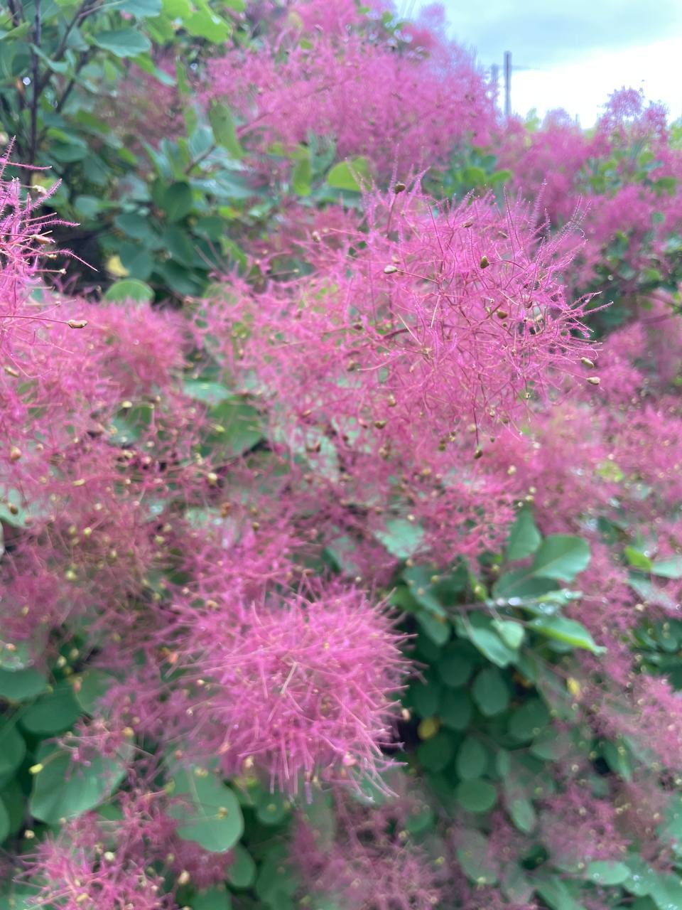 Scotano