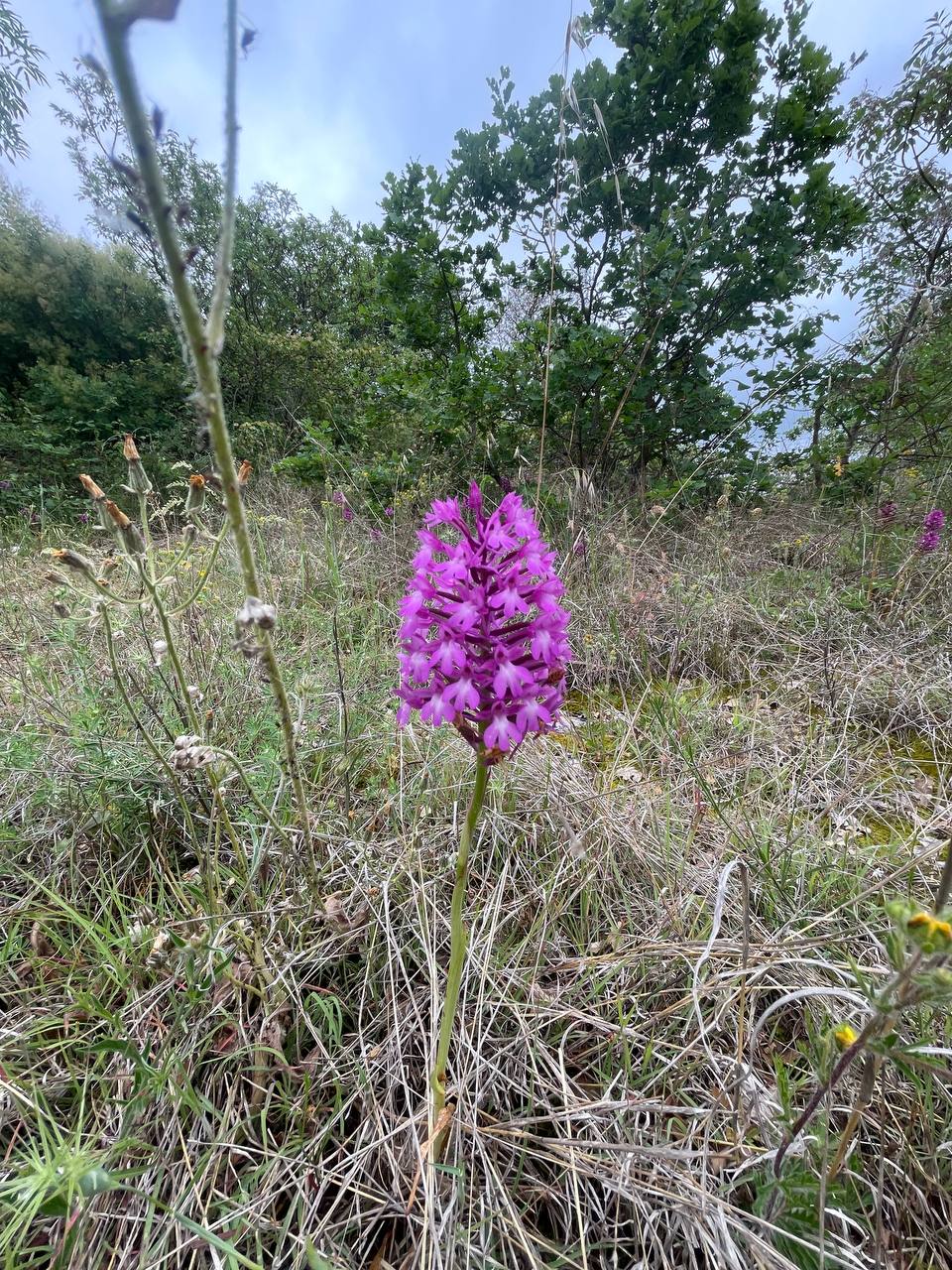 Orchidea piramidale