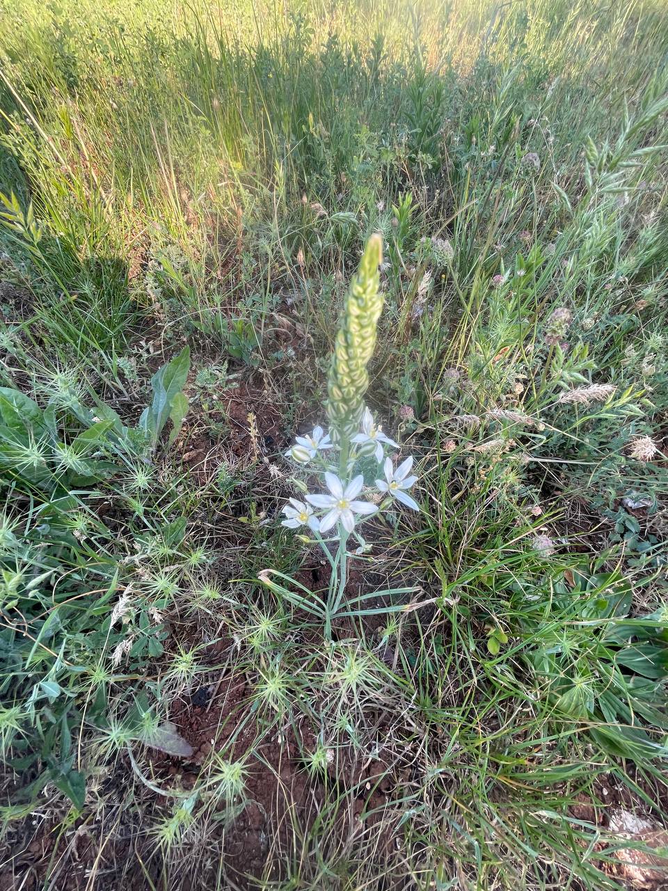 Latte di gallina piramidale